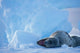 Leopard Seal in Lemaire Channel Antarctica Poster Print by Paul Souders