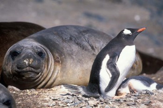 Gentoo Penguin's Nest fine art print by Paul Souders, showcasing penguins in Antarctica.
