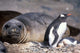 Gentoo Penguin's Nest fine art print by Paul Souders, showcasing penguins in Antarctica.