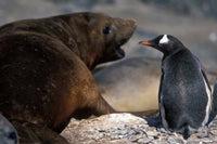 Gentoo Penguin Poster Print from Livingston Island by Paul Souders