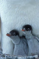 Gentoo Penguin Chicks poster print from Paul Souders, Port Lockroy, Antarctica.