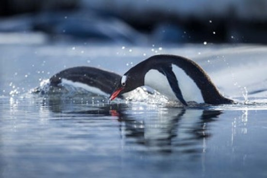 Gentoo Penguins diving into water art print by Paul Souders