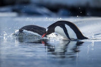 Gentoo Penguins diving into water art print by Paul Souders