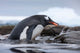 Gentoo Penguin climbing from water - Antarctica Poster Print by Paul Souders