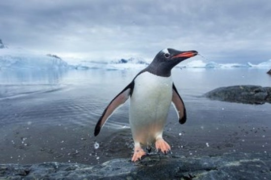 Gentoo Penguin leaping onto shore at Cuverville Island, Antarctica.
