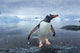 Gentoo Penguin leaping onto shore at Cuverville Island, Antarctica.