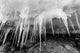 Icicles hanging from an ice roof on Cuverville Island, Antarctica, poster print by Paul Souders.