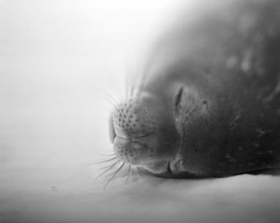 Weddell Seal resting in snow on Deception Island poster print by Paul Souders.