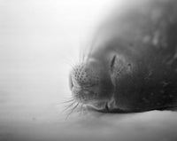 Weddell Seal resting in snow on Deception Island poster print by Paul Souders.