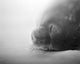 Weddell Seal resting in snow on Deception Island poster print by Paul Souders.