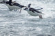 Chinstrap Penguins swimming in Antarctica poster print by Paul Souders