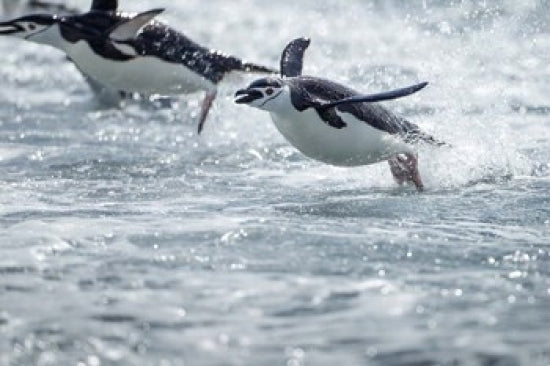 Chinstrap Penguins swimming in Antarctica poster print by Paul Souders