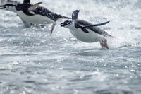 Chinstrap Penguins swimming in Antarctica poster print by Paul Souders