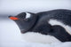 Gentoo Penguin resting in snow on Deception Island, Antarctica poster print by Paul Souders.