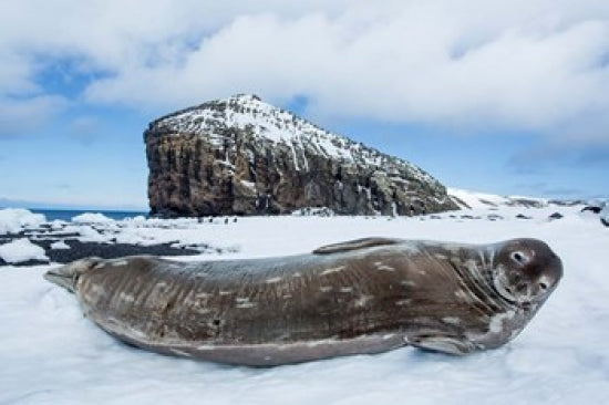 Weddell Seal resting on Deception Island Antarctica Poster Print by Paul Souders