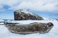 Weddell Seal resting on Deception Island Antarctica Poster Print by Paul Souders
