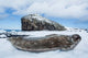 Weddell Seal resting on Deception Island Antarctica Poster Print by Paul Souders
