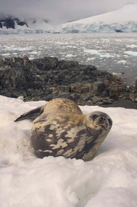 Weddell seal resting on the western Antarctic Peninsula poster print by Steve Kazlowski