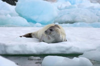 Crabeater seal lying on ice in Antarctica poster print by Steve Kazlowski.