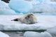 Crabeater seal lying on ice in Antarctica poster print by Steve Kazlowski.