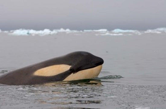 Killer Whale Poster Print by Steve Kazlowski showcasing the beauty of marine life.