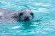 Crabeater Seal Poster Print by Steve Kazlowski