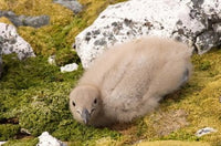 Brown Skua Bird Chick Poster Print by Steve Kazlowski showcasing wildlife art.