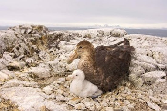 Southern Giant Petrel Nest Poster Print by Steve Kazlowski