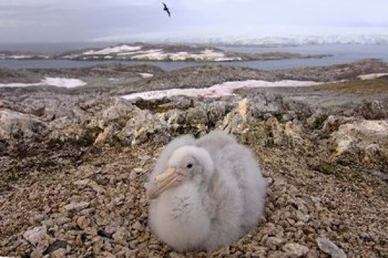 Southern Giant Petrel Bird Poster Print by Steve Kazlowski, showcasing wildlife in the Antarctic Peninsula.