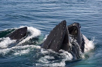 Humpback whales feeding in the western Antarctic Peninsula - Poster Print by Steve Kazlowski