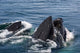 Humpback whales feeding in the western Antarctic Peninsula - Poster Print by Steve Kazlowski