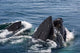 Humpback Whales Feeding Fine Art Print by Steve Kazlowski