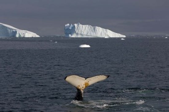 Humpback Whale Poster Print by Steve Kazlowski, showcasing marine wildlife in the Western Antarctic Peninsula.