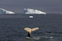 Humpback Whale Poster Print by Steve Kazlowski, showcasing marine wildlife in the Western Antarctic Peninsula.