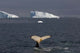 Humpback Whale Poster Print by Steve Kazlowski, showcasing marine wildlife in the Western Antarctic Peninsula.