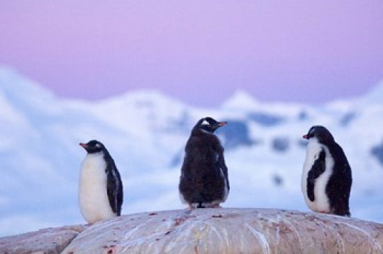 Gentoo Penguin Poster Print by Steve Kazlowski showcasing wildlife in the Antarctic.
