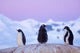 Gentoo Penguin Poster Print by Steve Kazlowski showcasing wildlife in the Antarctic.