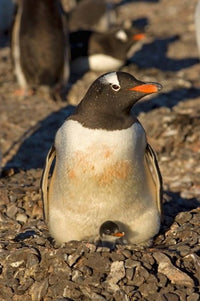 Gentoo Penguin Poster Print by Steve Kazlowski showcasing wildlife in Antarctica.