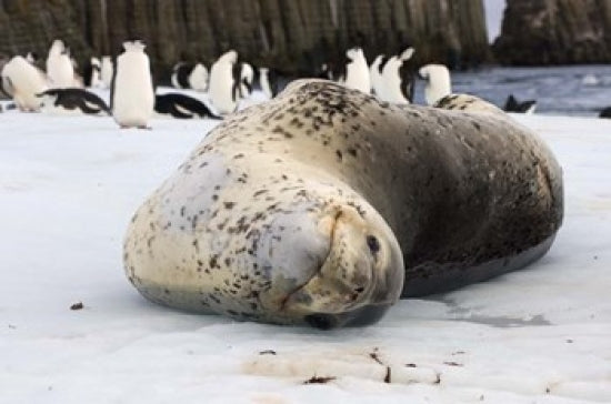 Chinstrap Penguins and Leopard Seal poster print by Steve Kazlowski, showcasing Antarctic wildlife.