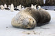 Chinstrap Penguins and Leopard Seal poster print by Steve Kazlowski, showcasing Antarctic wildlife.