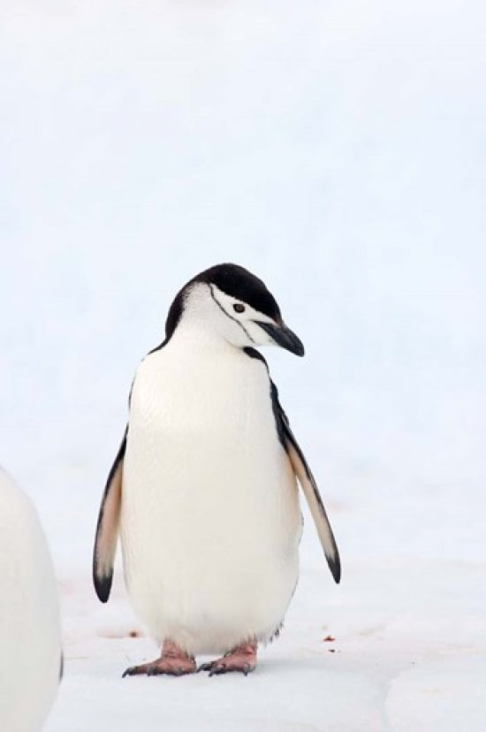Chinstrap Penguin Poster Print by Steve Kazlowski showcasing wildlife in Antarctica.