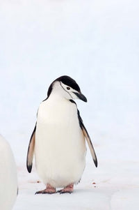 Chinstrap Penguin Poster Print by Steve Kazlowski showcasing wildlife in Antarctica.