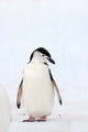 Chinstrap Penguin Poster Print by Steve Kazlowski showcasing wildlife in Antarctica.