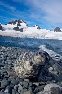 Weddell Seal lounging on the beach - Poster Print by Steve Kazlowski