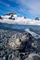 Weddell Seal lounging on the beach - Poster Print by Steve Kazlowski