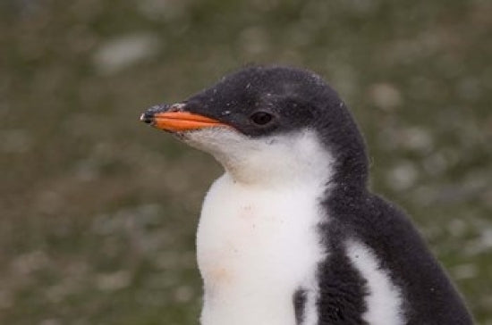 Gentoo Penguin Poster Print showcasing the wildlife of Antarctica by Sergio Pitamitz.
