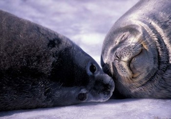 Weddell Fur Seal Cow and Pup Poster Print by William Sutton