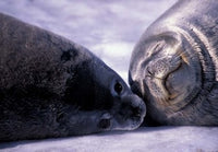Weddell Fur Seal Cow and Pup Poster Print by William Sutton