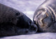 Weddell Fur Seal Cow and Pup Poster Print by William Sutton