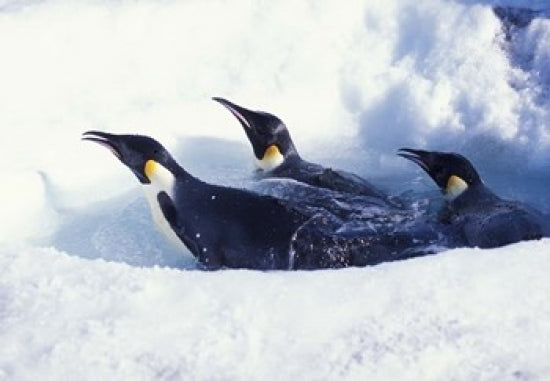 Emperor Penguins diving in Antarctica poster print by William Sutton.